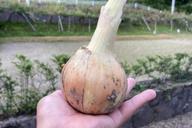 農薬化学肥料不使用(5kg)  タマネギ うまトロ!!😋