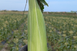 一足早く！沖縄県産採れたて新鮮スイートコーン8本(約1.5〜1.8kg)