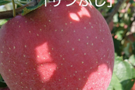 収穫開始してまーす！「あずみ野産サンふじ」約5kg入り　安曇野がりんごに託した思いを御賞味下さい。甘味からの酸味最高です。