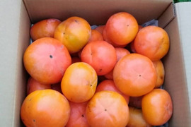 ※12/1までのお届け【ご自宅用/１０kg】吉野の富有柿/〜豊かな土と太陽から〜自然な甘みとみずみずしさが違います！