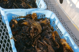 栄養満点　新鮮朝採れ生わかめ【今期一番出荷】２ｋｇ