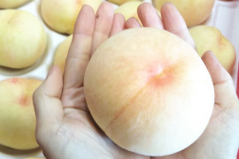 桃の王様！岡山白桃トップクラスの高糖度【川中島白桃】（贈答用・約2kg）
