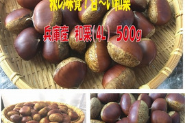 【最短発送】兵庫産  ホクホク 和栗４L（500g）