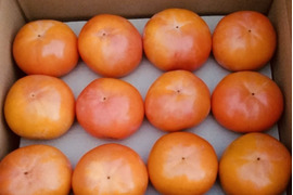 【贈り物＆ご自宅用/１０kg】吉野の富有柿/〜豊かな土と太陽から〜自然な甘みとみずみずしさが違います！