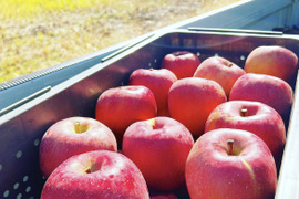 長野県産　家庭用サンふじりんご　5kg
