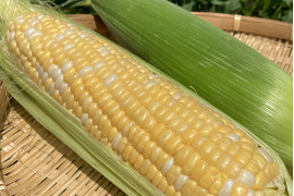 【食べ比べ】高糖度！2品種食べ比べ(カクテル・恵味) とうもろこしセット4.5kg