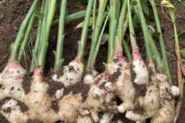 ごんげん畑　朝採れ直送新生姜 1キロ