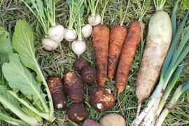 食べ比べて見てください【野菜詰め合わせ】大地によりそう、耕さない、草ともにある畑から、野菜をお届け   多様な生き物とともに、自然農の畑から、不耕起草生、種とり、農薬肥料不使用