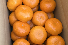 甘い!『大津みかん(四号)』5㎏ 3Lサイズ（１㎏あたり5個程度）大津四号発祥の地 湯河原産