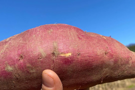 さつまいも 訳ありの通販｜食べチョク｜産地直送(産直)お取り寄せ通販