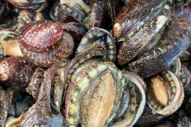 漁師直送！天然活トコブシ ３キロ とこぶし　ナガレコ　ながれこ