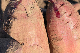 富士山の恵みで育った長期熟成ホクホク系のさつまいも　栗かぐや5㎏