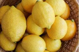 防腐剤、ワックス不使用　皮ごと使用綺麗な広島県産レモン　10ｋｇ