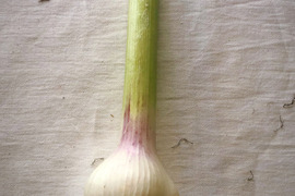 【期間限定】norida GARDEN&co.の「新にんにく」1KG