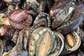漁師直送！天然活トコブシ1.５キロ　とこぶし　ナガレコ　ながれこ