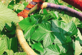 カシス葉のお茶【フィンランドの伝統茶】15g　※まとめ買い対応