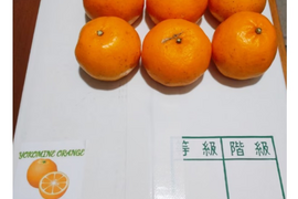 訳あり小さいポンカン箱込み5kg