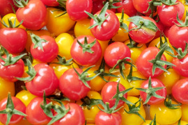 ７月上旬までの限定販売！とろ～り♪とろける食感🍅プチぷよ赤黄色Mix！約１９０g×４ｐ