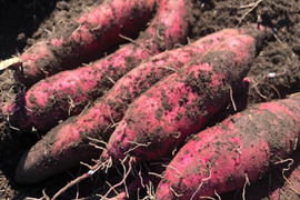栽培期間中農薬、化学肥料不使用　さつまいも（紅はるか）6キロ