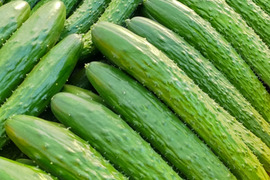 イボイボ！鮮度抜群♪ 朝モギたて【四川きゅうり】🥒 約１㎏
