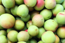 南国鹿児島の美味しい【青梅】5ｋｇ