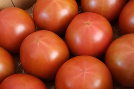 【野菜ソムリエサミット金賞】濃厚！ウエタトマトのトマト(2キロ箱)