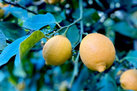 広島柑橘の名産地「大長」で栽培した国産レモン（1kg）
