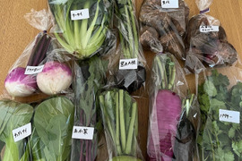 栽培期間中農薬不使用　お任せ野菜セット　80サイズ