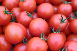 一箱で二度美味しい♪ぶるベジこだわり🍅【華おとめ】+【季節のとまとMix】１.７㌔箱