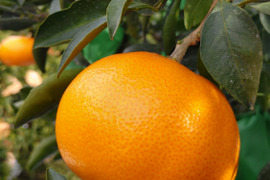 贈答用　愛媛県産　せとか　柑橘の大トロ　特級　Ｌサイズ　１２個