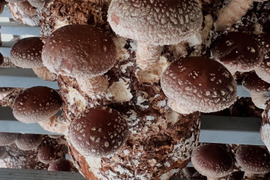 プニプニ食感がやみつき！肉厚しいたけたっぷり2kg