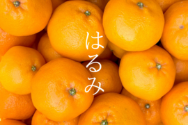 【大崎上島産】【5kg】はるみ