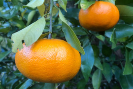 愛媛が誇る高級柑橘”ふぞろいの甘平ちゃん”3kg