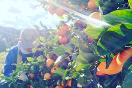 【深～く甘いコクと余韻】年末年始はこの🍊！【晩生みかん５kg】