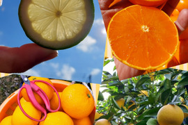 みかん畑セット【食べ比べ】5.5kg（箱込）