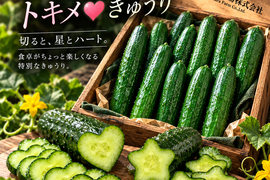埼玉県深谷市産 プレミアムきゅうり2kg＋キラメ★＆トキメ♥