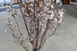 啓翁桜 信州から一足早い春を！