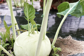 〜南国土佐旬便り〜あったかい太陽の恵みたっぷり!ほんのり甘いコールラビ【３個入り】