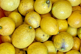 広島県産　加工•果汁用レモン（10kg）