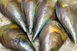 【事前予約】❗️寒の極旨❗️

日間賀島 漁師直送《下処理済》平貝3枚セット

※2月15日ぐらいから発送開始！