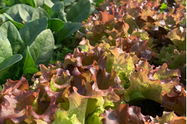 小さな農家、旬のお野菜セット　8〜10品目