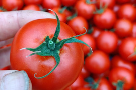 旨みと甘み♪香りと味を楽しむ贅沢なトマト🍅【華おとめ】１kg箱 + 朝もぎイボきゅうり🥒３本付き