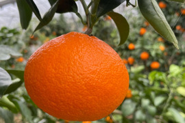 ゼリー食感！愛媛の乙姫！　まどんな　秀優品込み　1.5kg