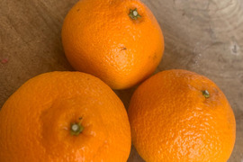 【訳あり 】ガムシャラポン〔肥の豊〕　2.5キロ