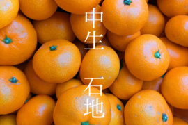 【大崎上島産】【5kg】中生みかん　石地