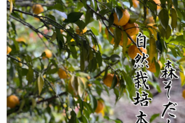 森で育てた自然栽培本柚子！3kg（36個）