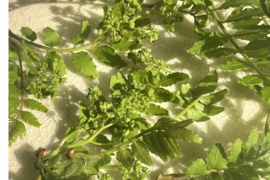 天然の木の芽（山椒の新芽）花山椒入り 30g 約300枚