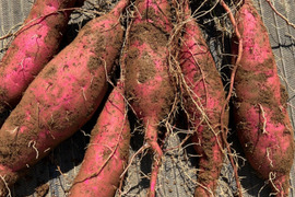 熟成！紅はるか5kg【栽培期間中農薬化学肥料不使用】