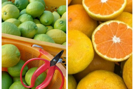 みかん&レモン  セット3.3kg(箱込)