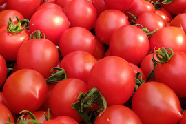 【毎日のサラダやお弁当に】甘すぎず、後味すっきり。果汁あふれる万能中玉トマト「フルティカ」１.７㎏箱